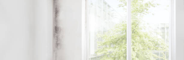 Best Mold Odor Removal Services  in Sandy Springs, GA
