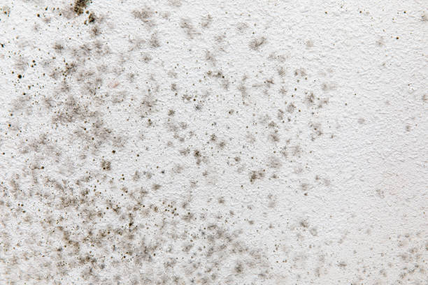 Best Mold Removal for HVAC Installations  in Sandy Springs, GA